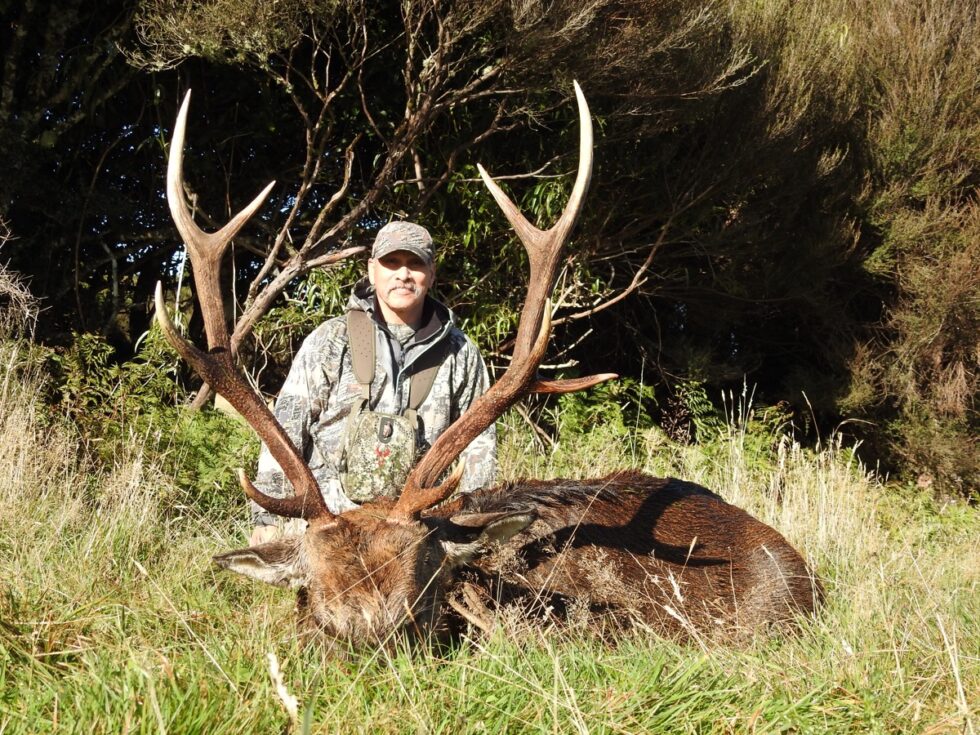 Sika Stags 